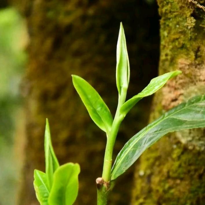 冬天的阳光为韵普洱茶