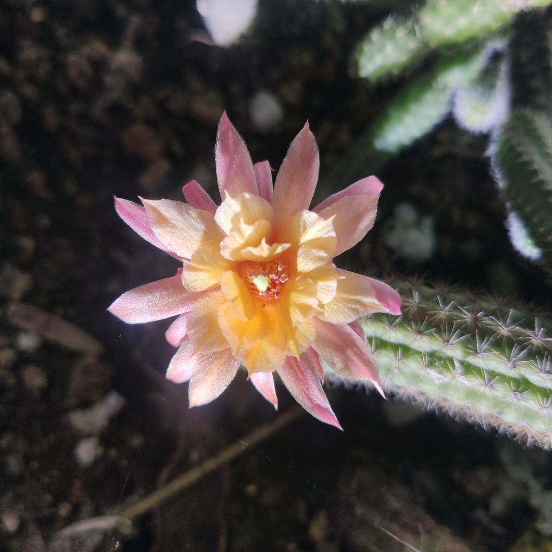 雨做的云☁️（互关互赞）