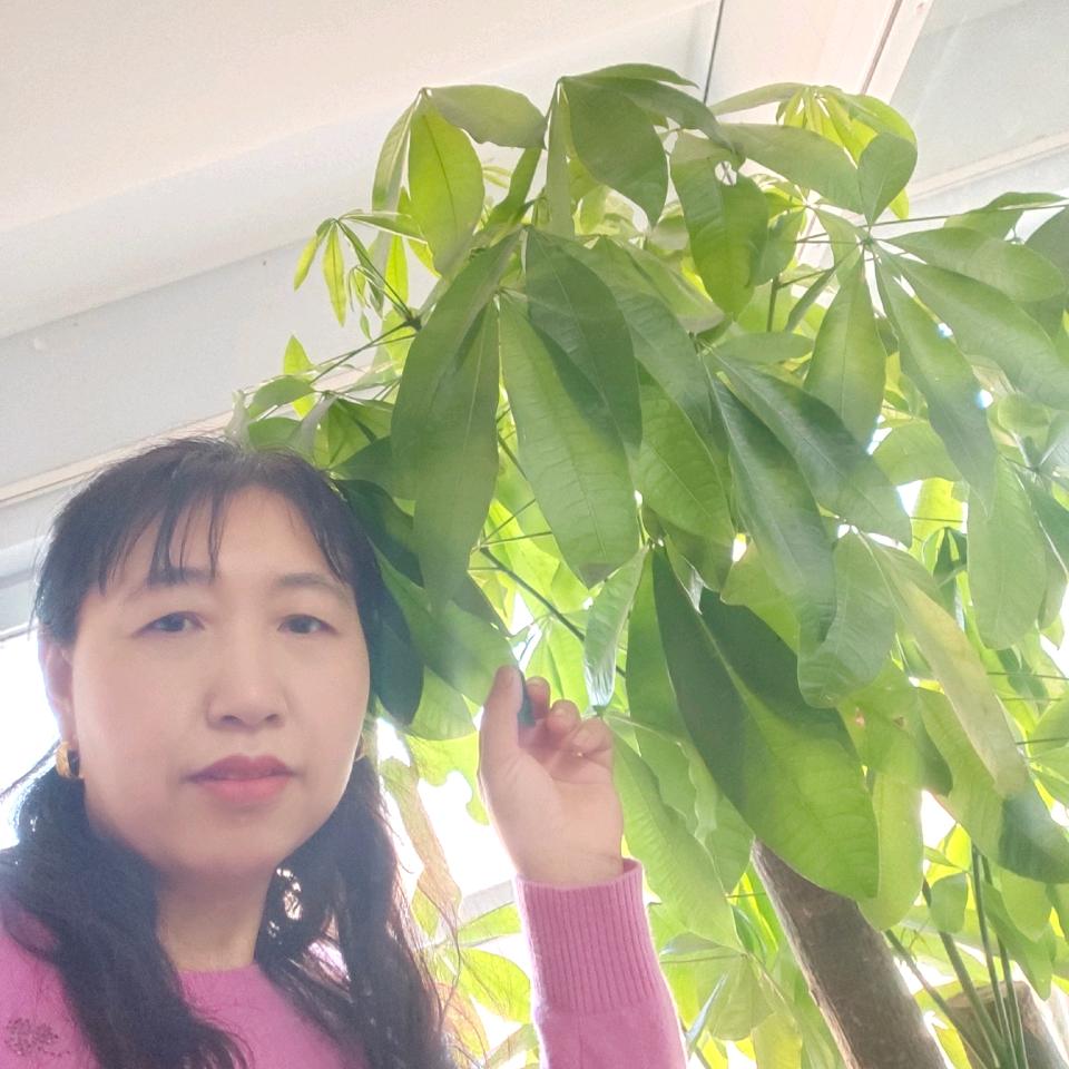 太阳花huα