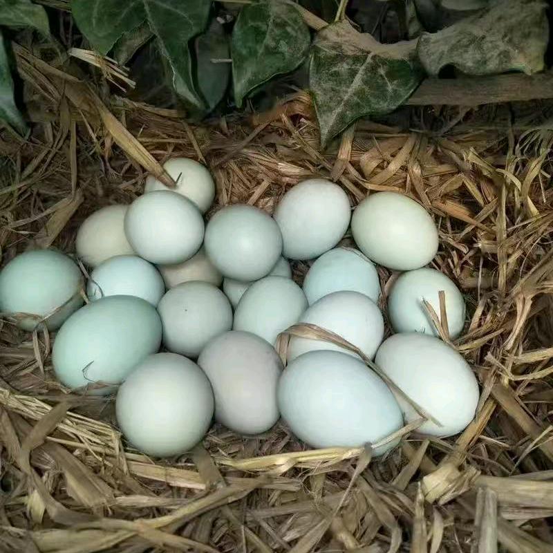 老曾家虫草散养绿壳乌鸡蛋