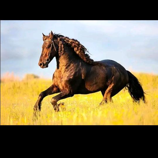 A坚持A（短线炒家）