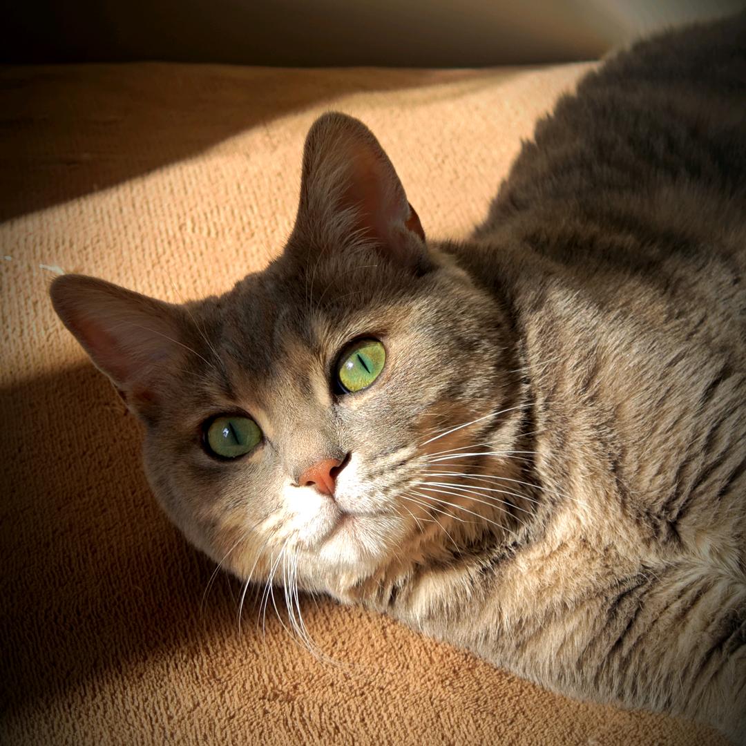 4399sxdg（接拍照）