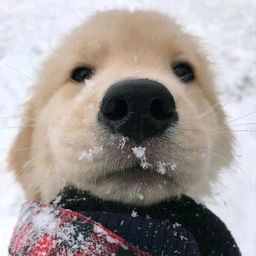 拼夕夕电竞（三角洲商行）