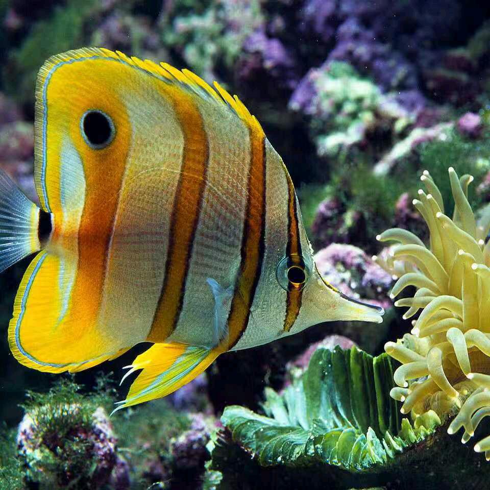 爱魚人🐠