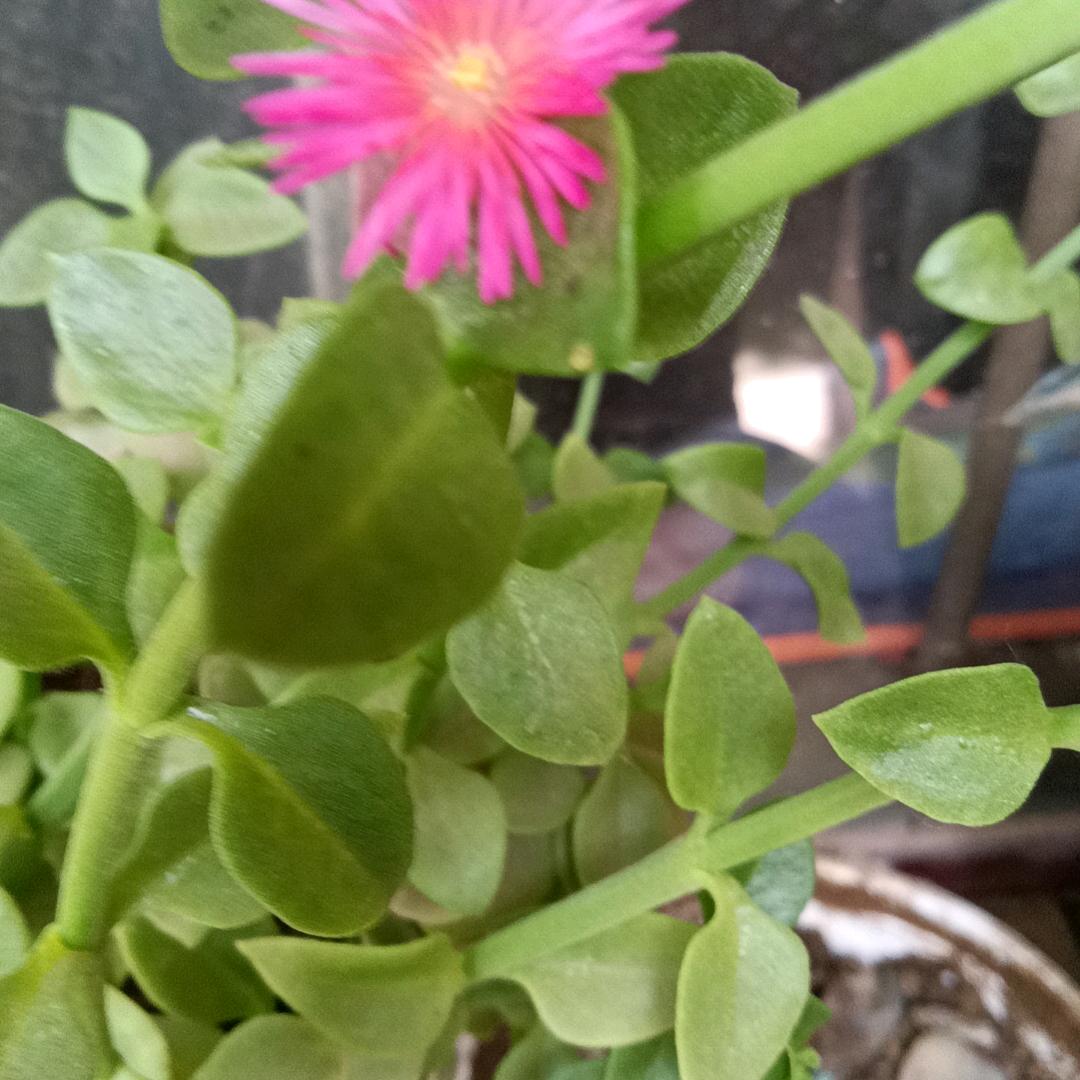 淡然