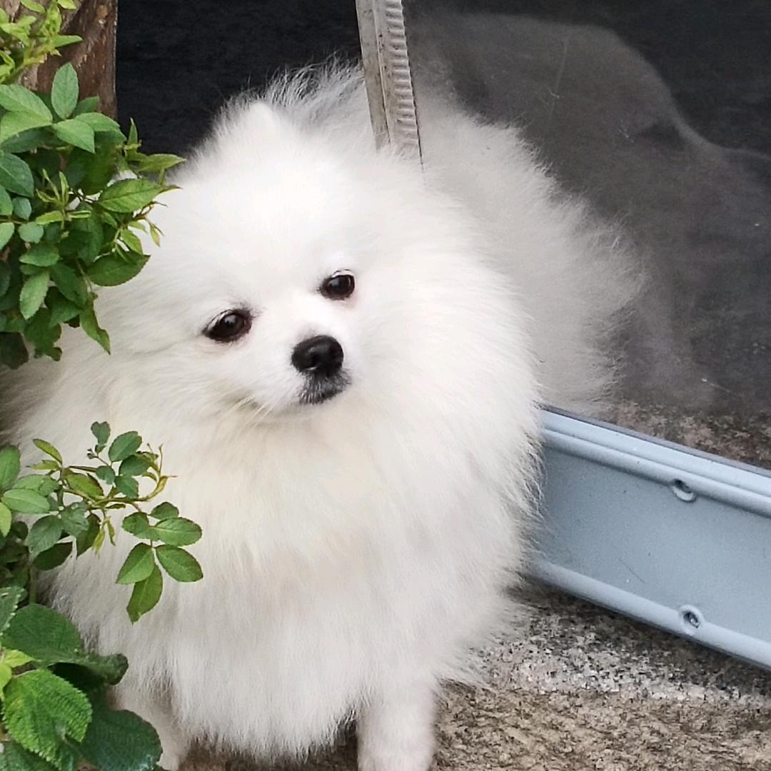 千层面