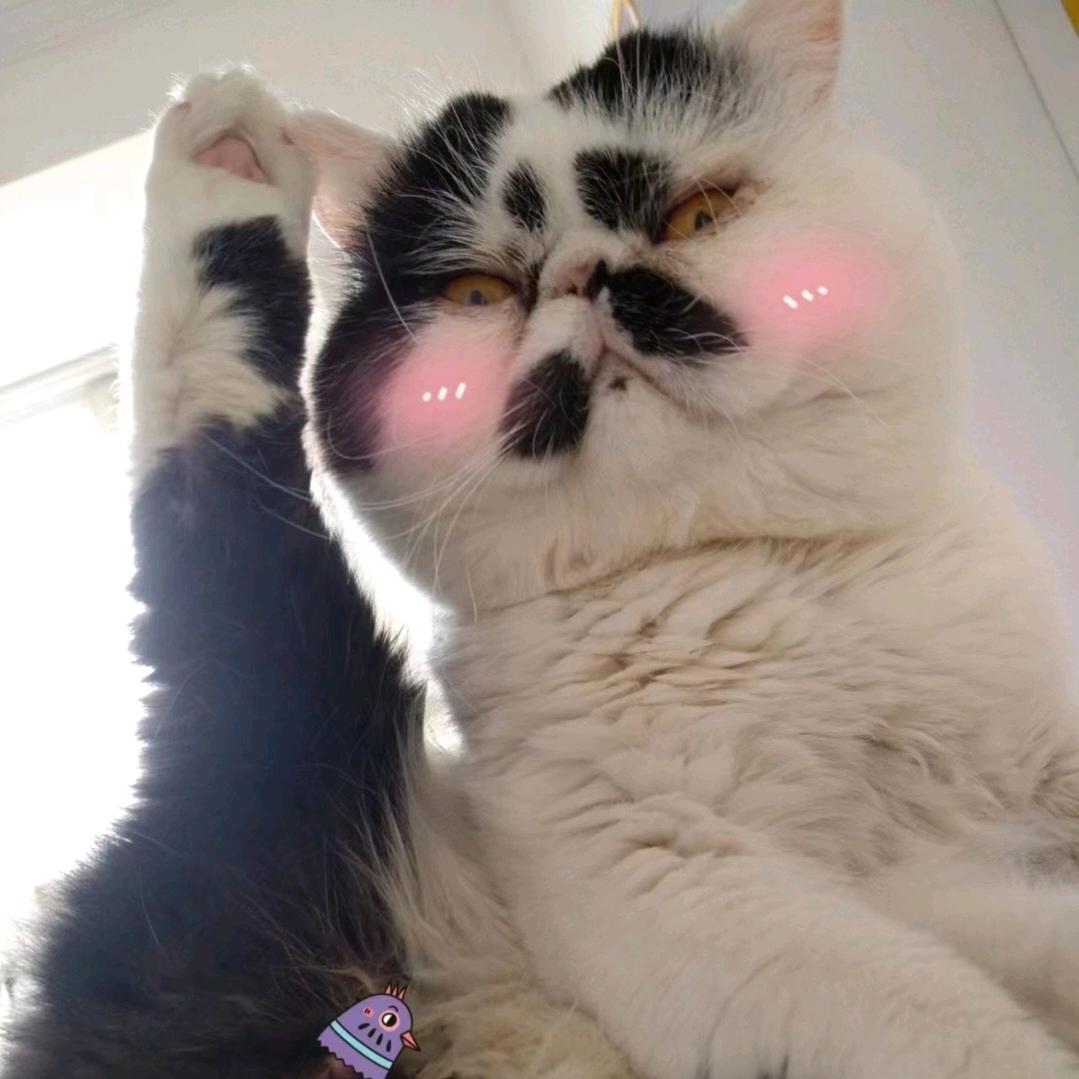 三三是只猫