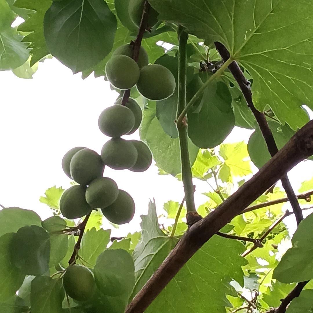 默陌