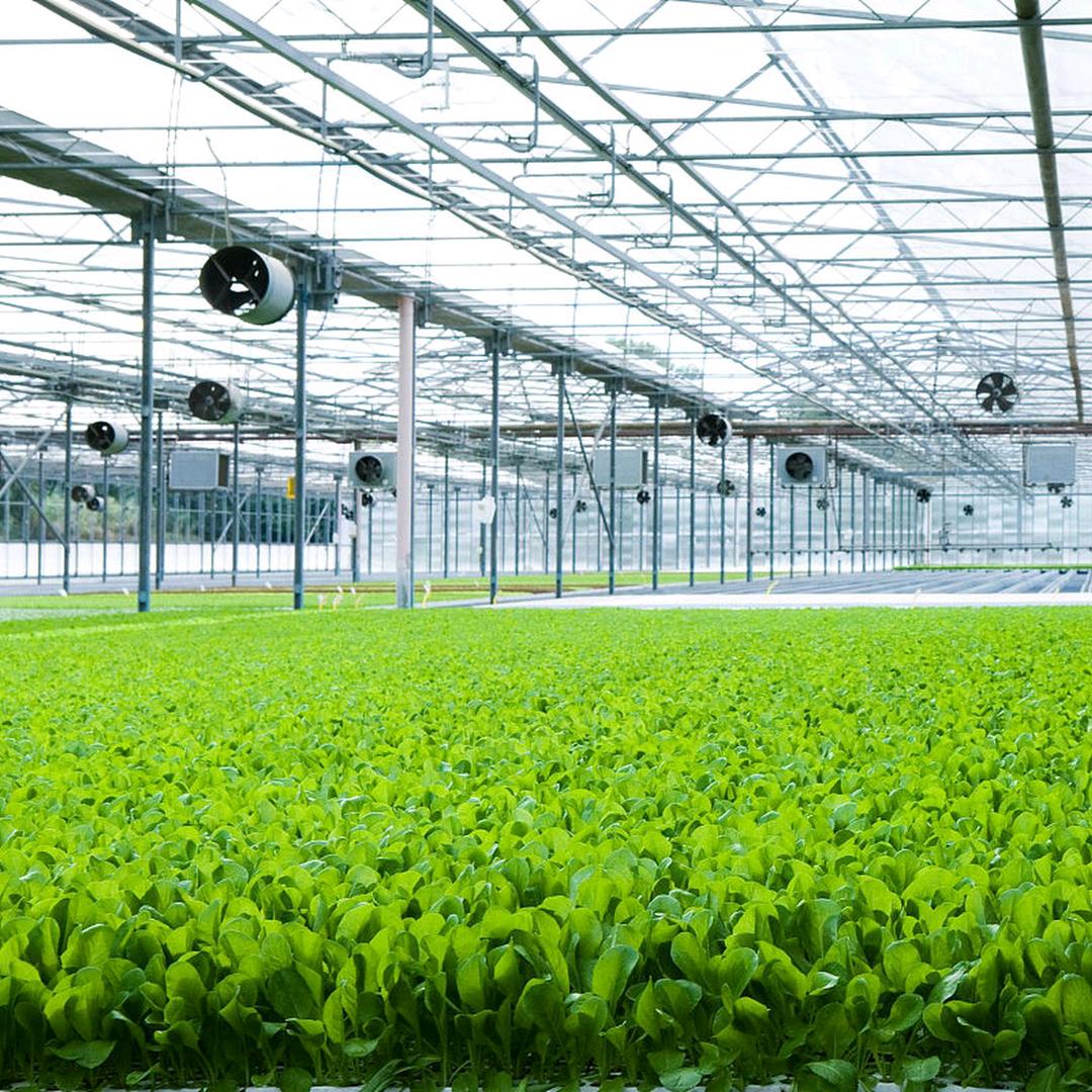 宋鹏（金正大）