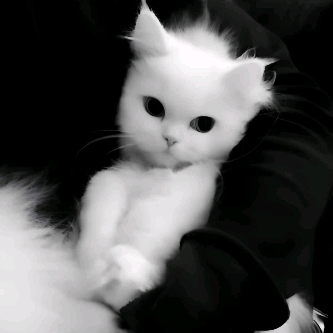 金木.