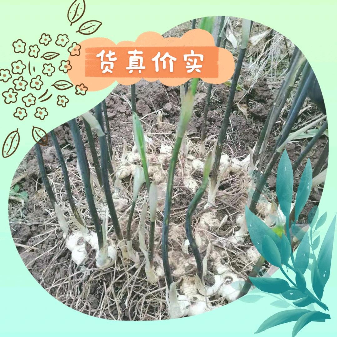 春天