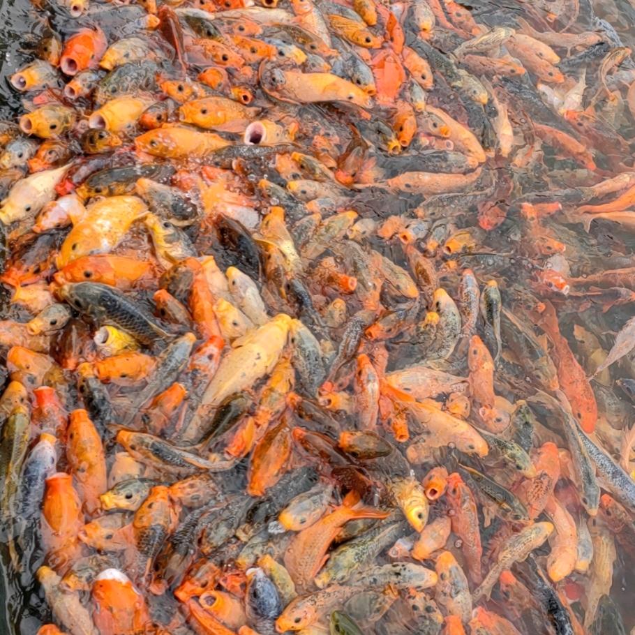 多水的金