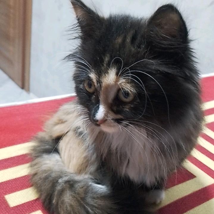 自动挡