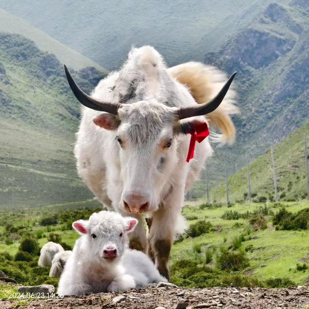 才让肉业（藏羊哥牦牛肉）