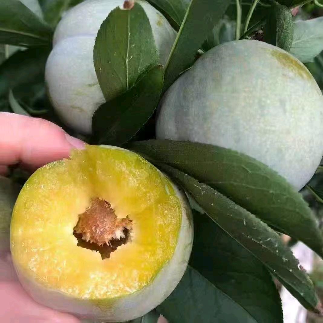 汶川茂县理县产地水果供应