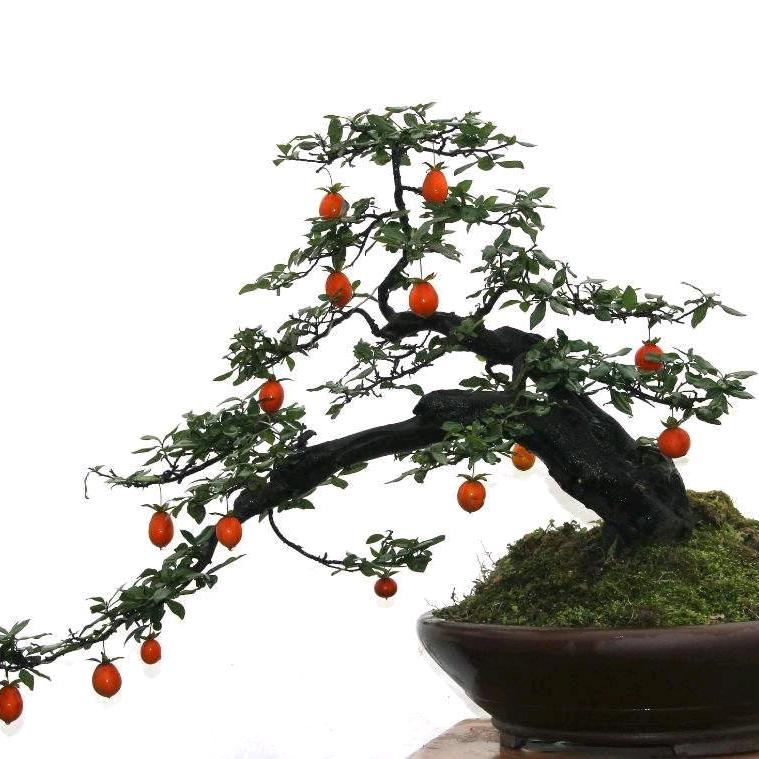 君成金弹子盆景