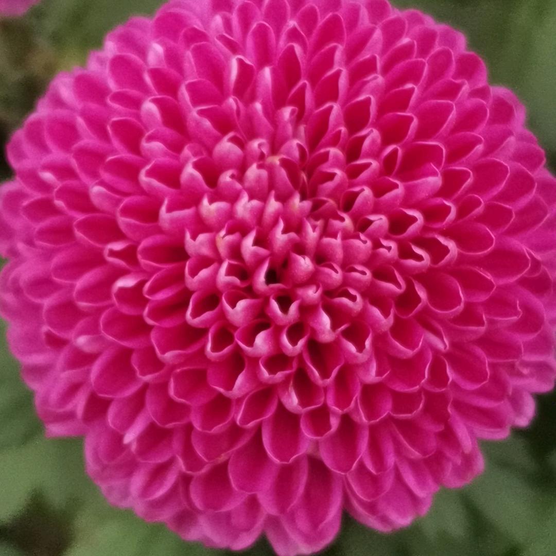 关于我从瑞吹变成安吹这件事