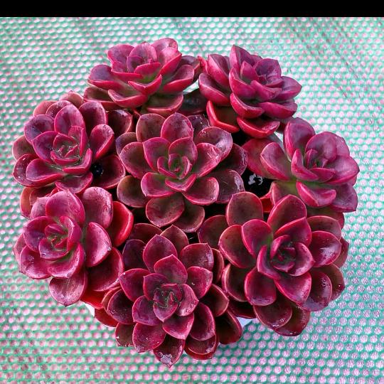 书法爱好者三六九