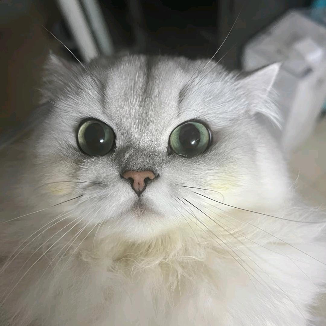 小猫咪魔女🧚‍♀️