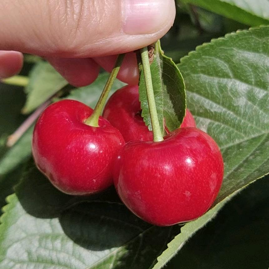 ℳ🍓⃟幸运满格࿐ 💕