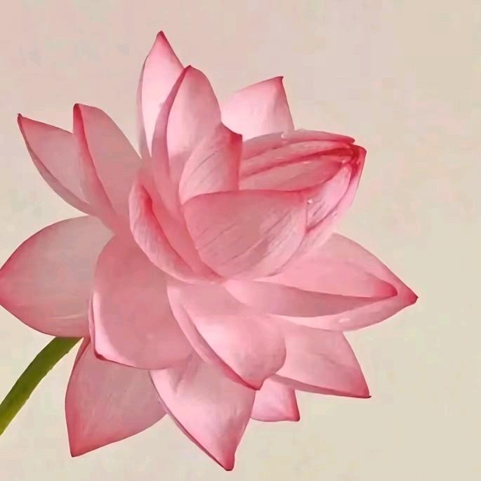开心活到老🥳🌹🌹💖🎊头像