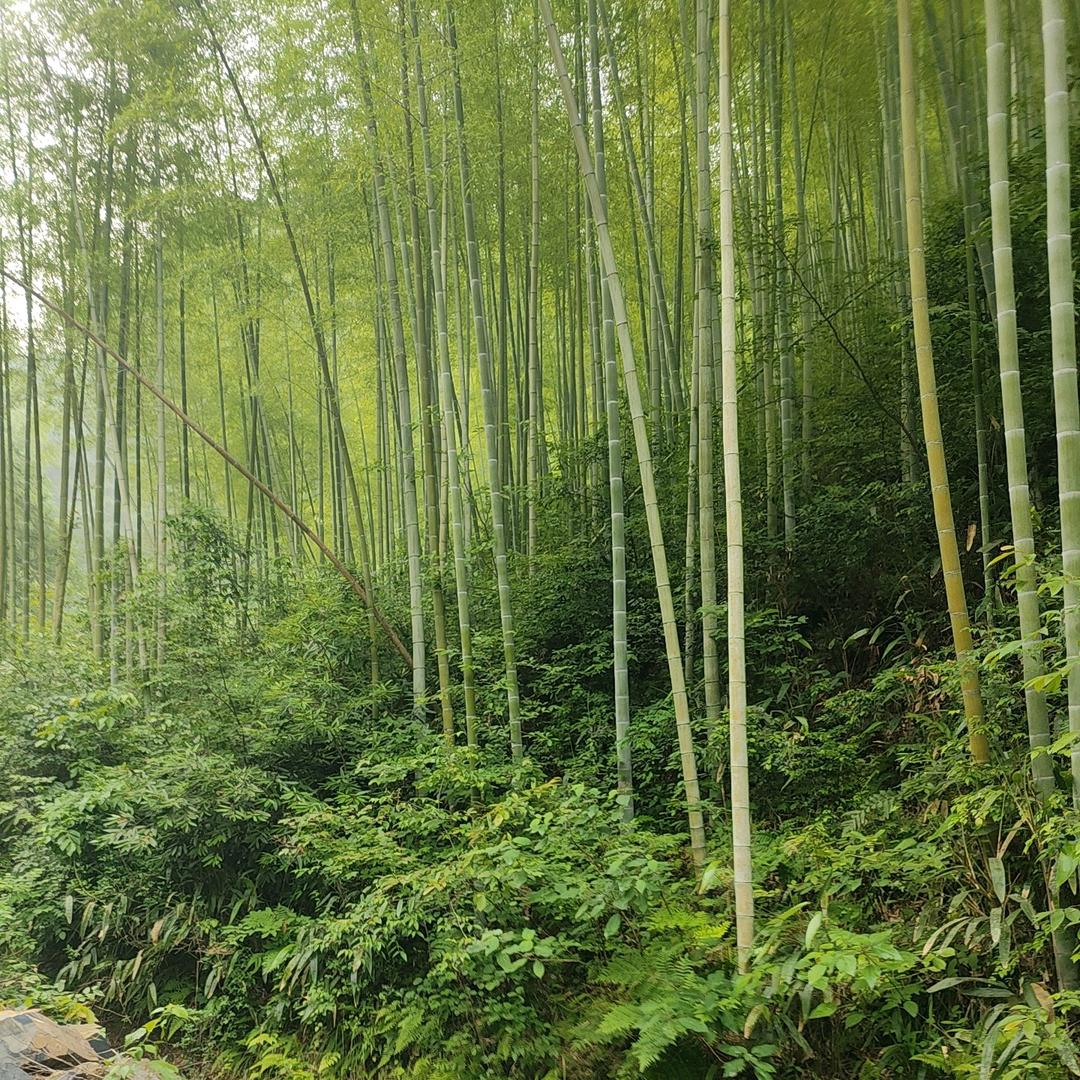 异闻档案室