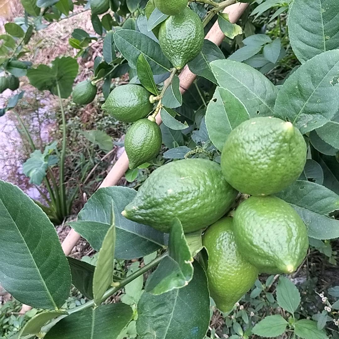 广东香水柠檬