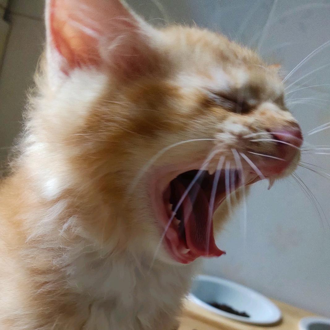 双木林（活了活了）