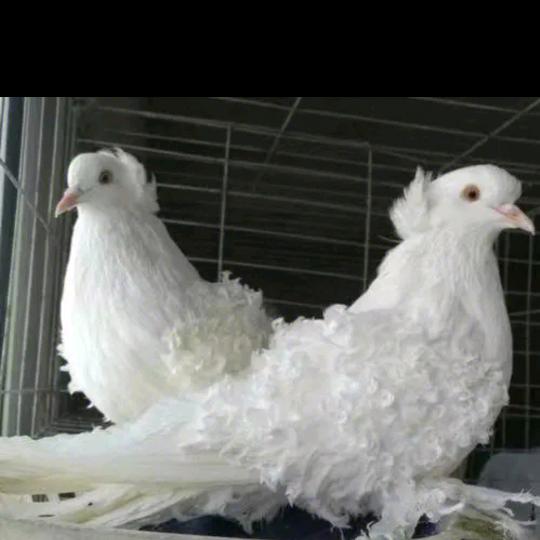 @八九不离史先生