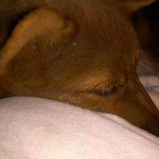家有恶犬名叫-来福