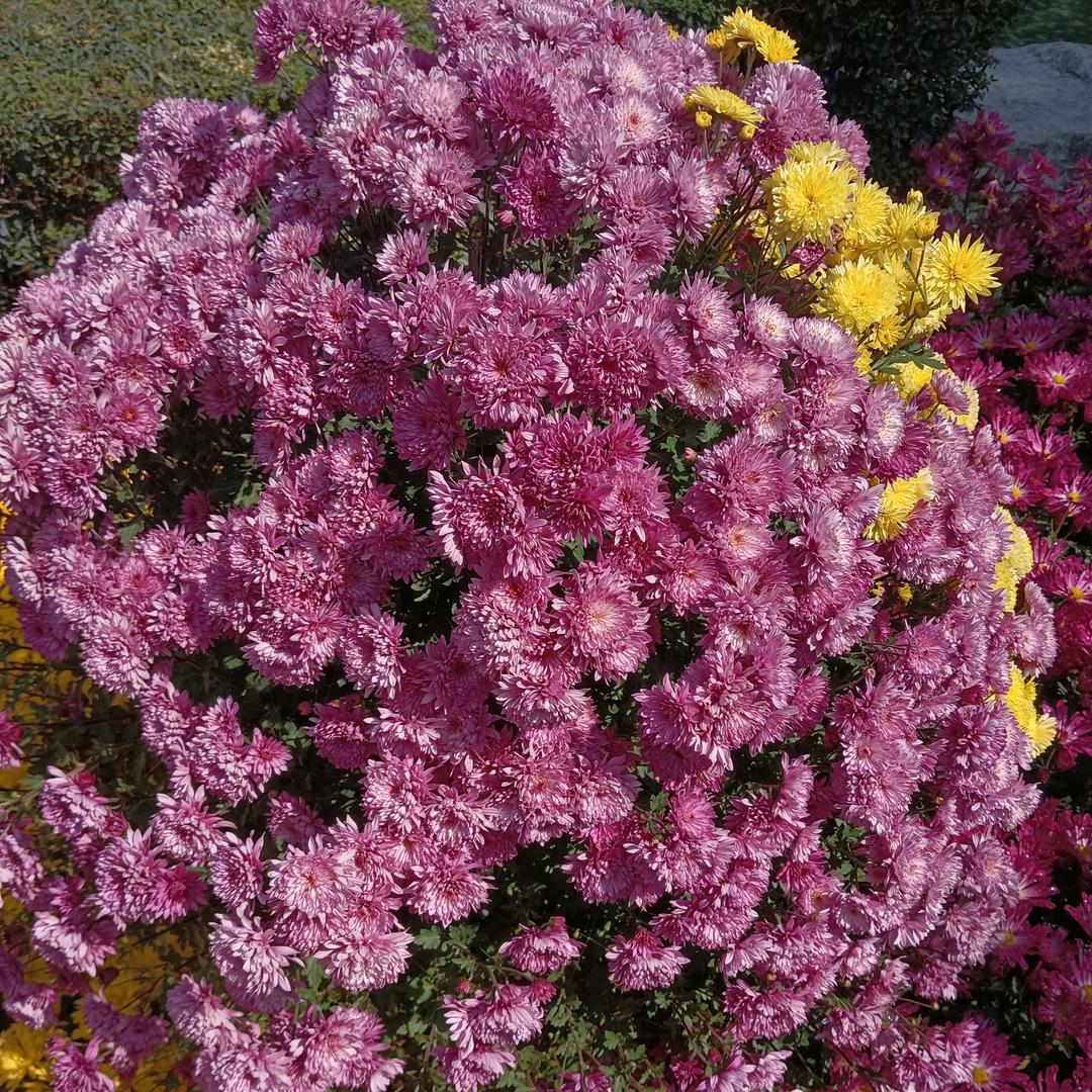 东瑜馨花生油