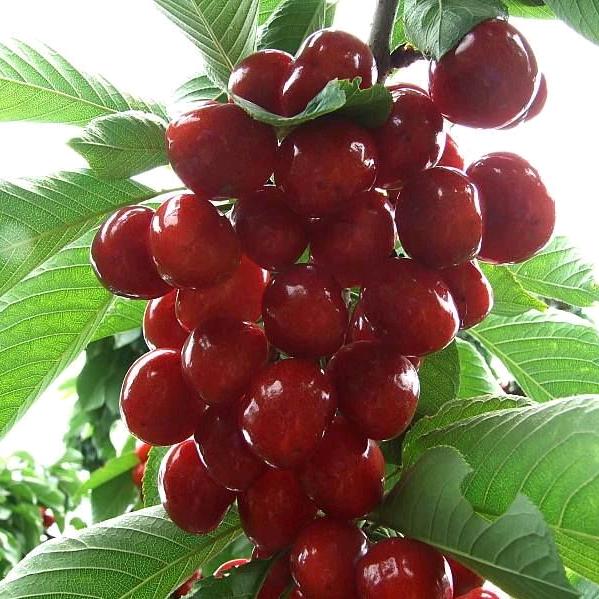 民权龙塘南许庄加工麻辣花生《旧衣服回收》