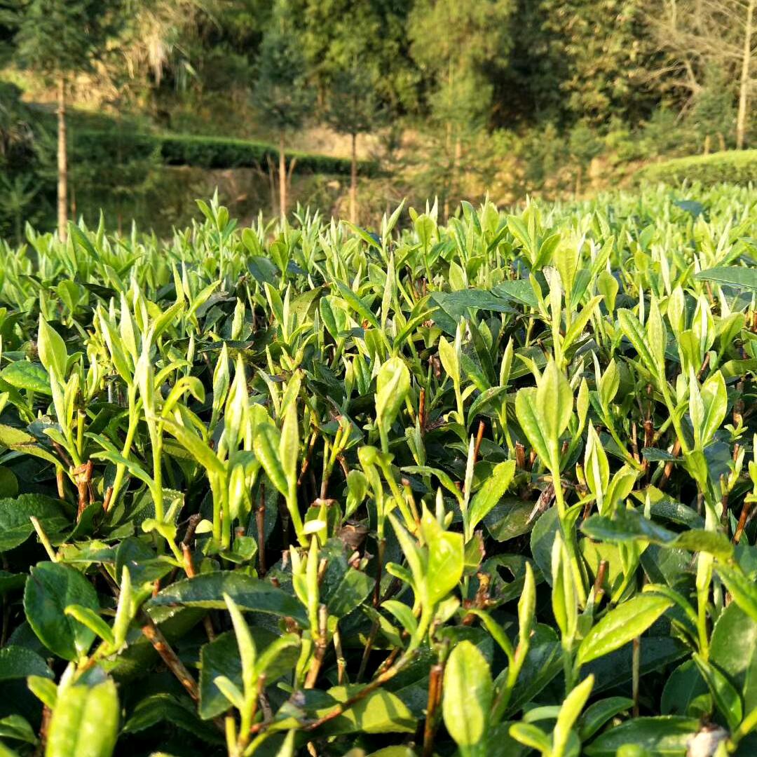 阿娇好茶.福鼎白茶