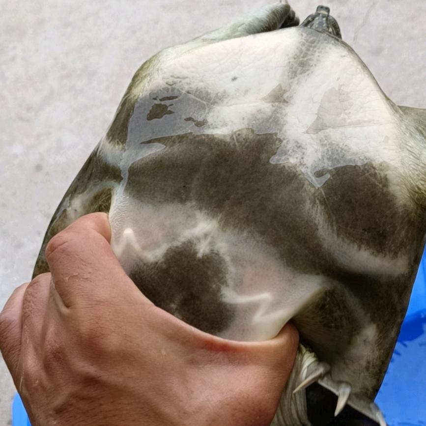 海洋 精品土货
