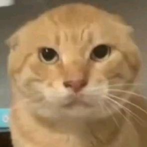 ⁺✞ʚ耄耋重度依赖ɞ✟