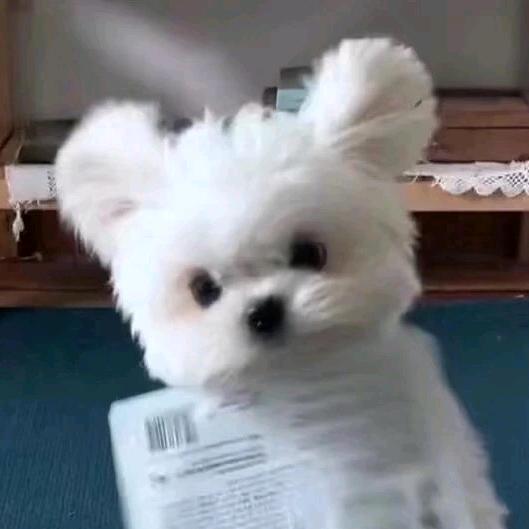 呼噜噜炸毛小狗粥粥