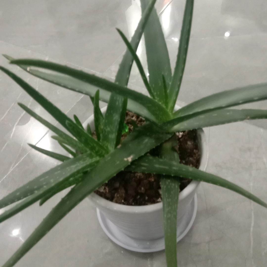 兰花姐