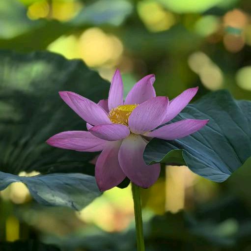 静赏花海