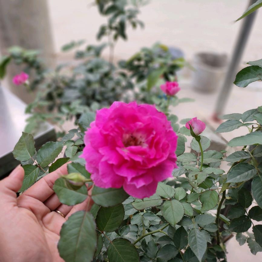 黑玫瑰🌹