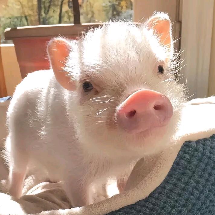 你是🐷