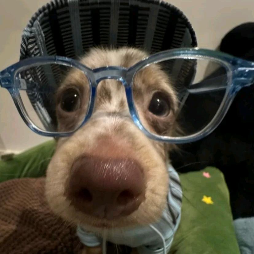 奶油火鸡面面面