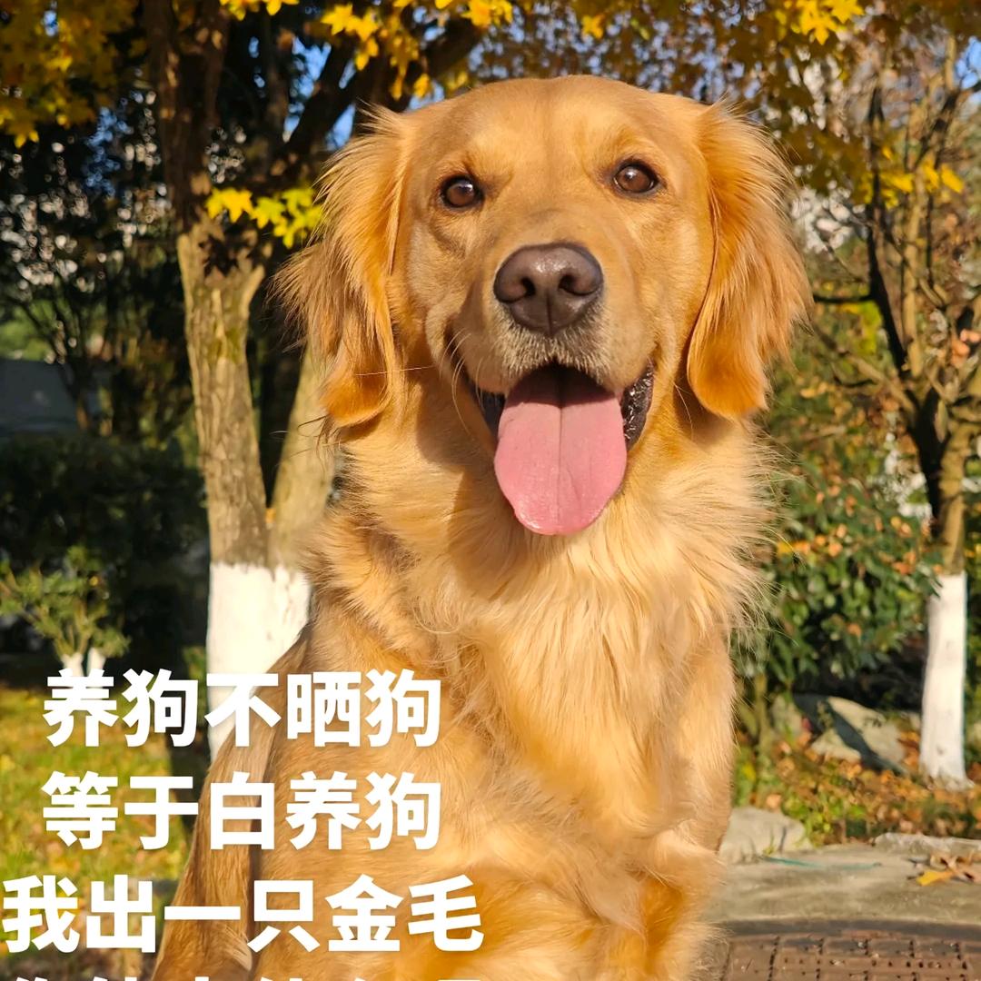 聪明狗哥