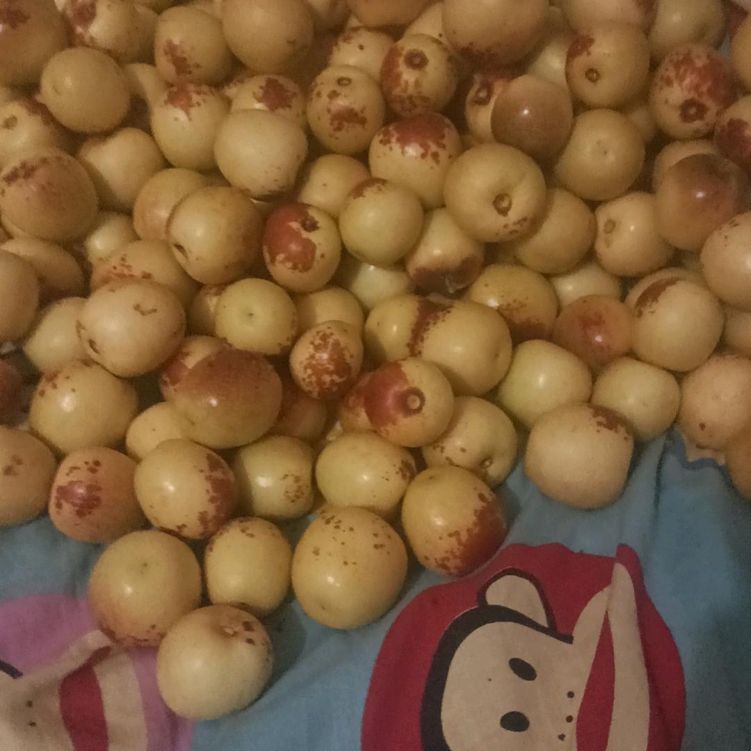大荔冬枣