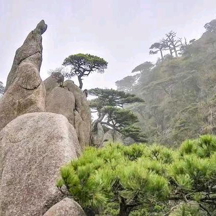 大树
