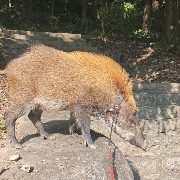 野猪面条