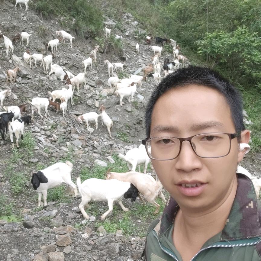 杨飞（农村养羊小伙）