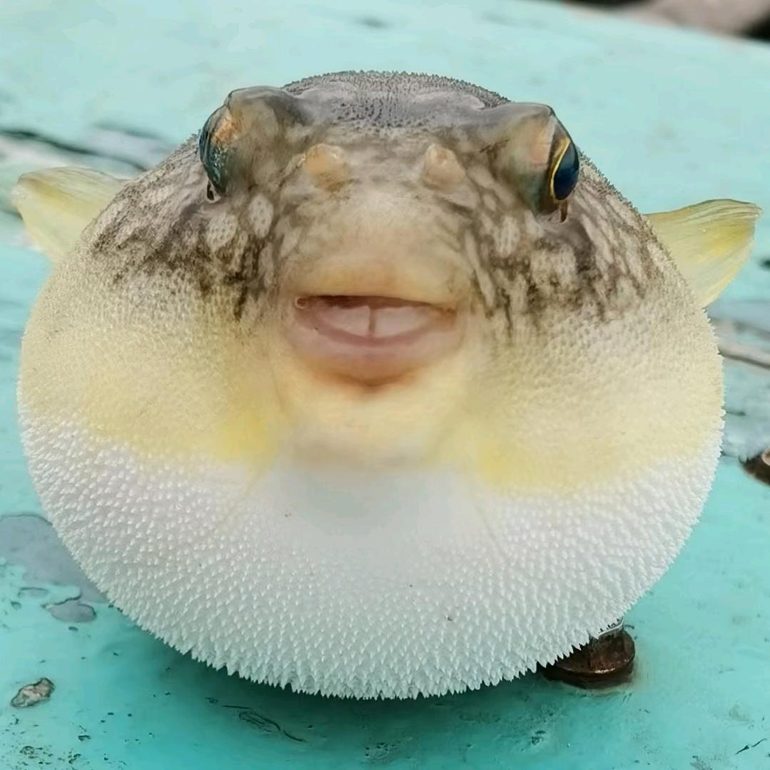 劉溜球