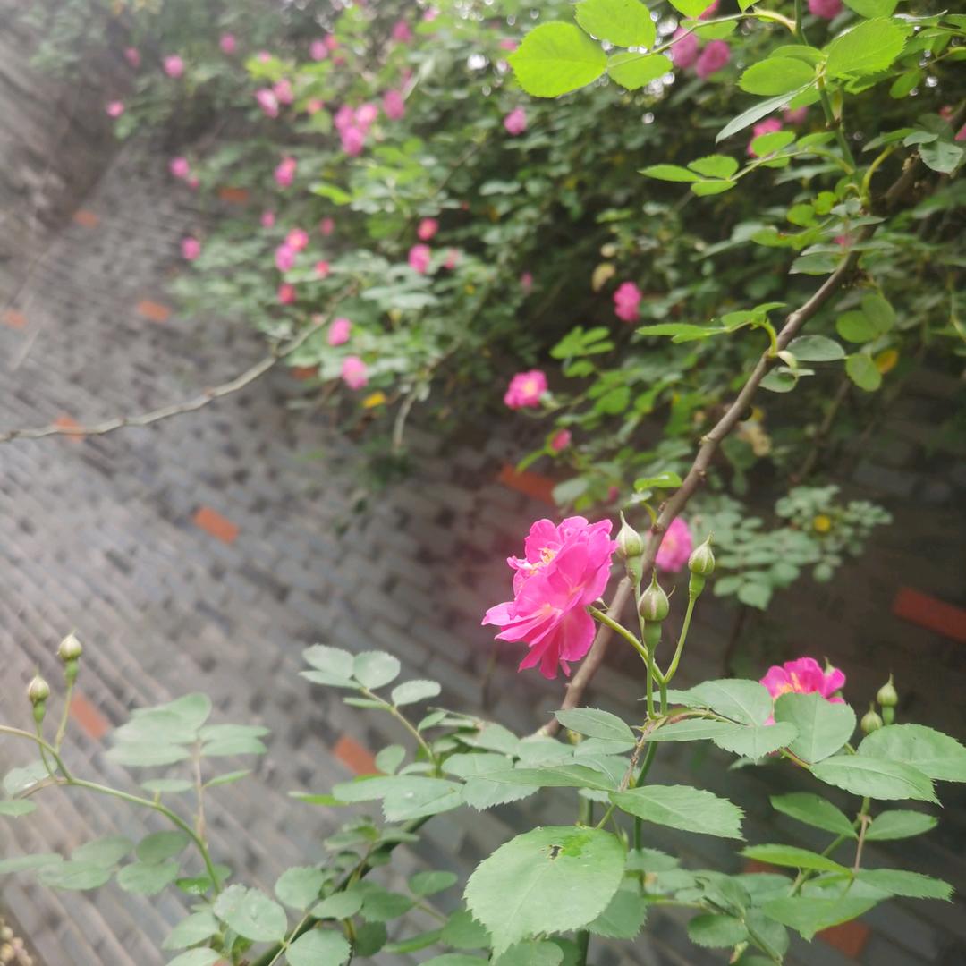 玉儿郑