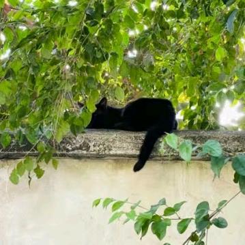 墙上有只猫