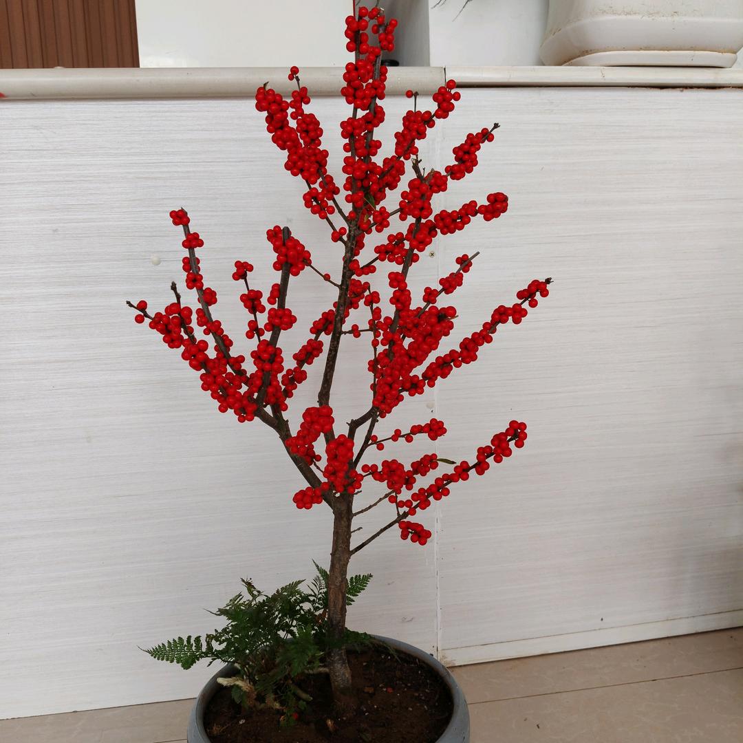 泰安北美冬青种植基地